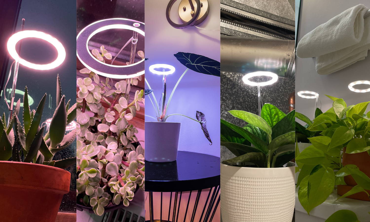 The plant halo light hotsell